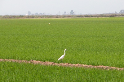 rizieres_delta_de_l_ebre